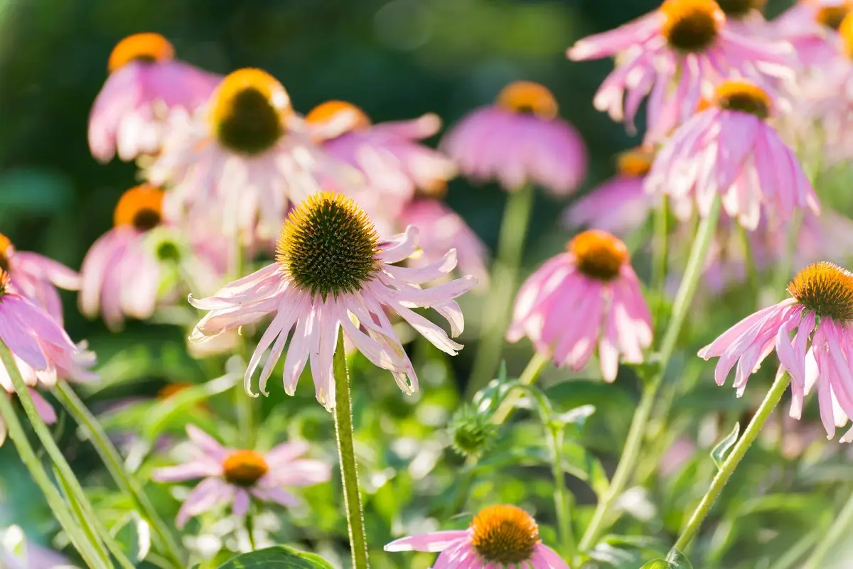 Coneflower Garden Design