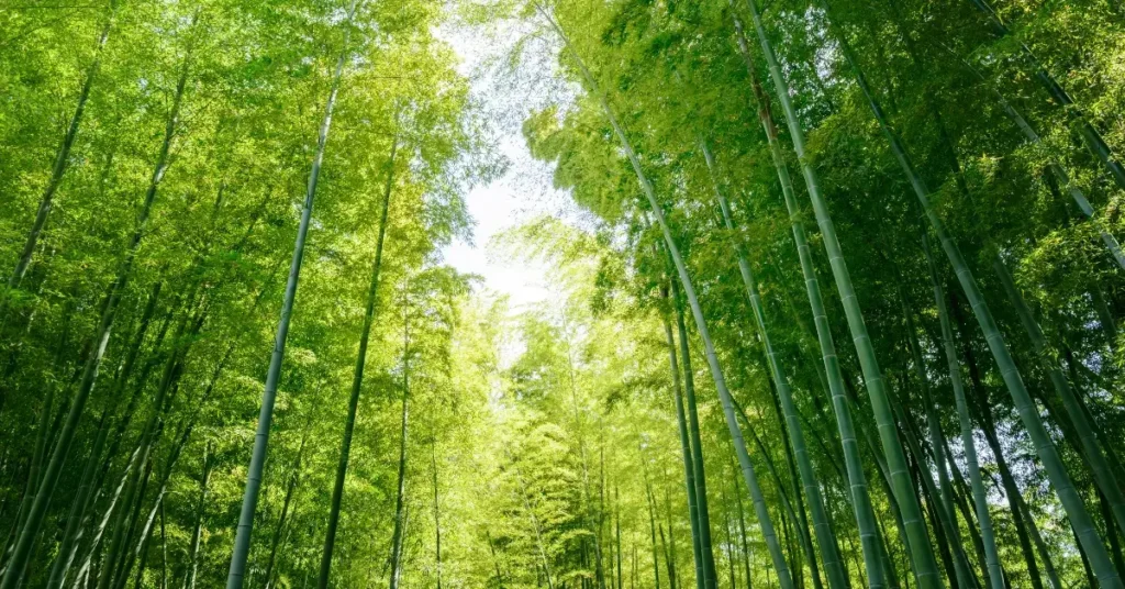 Bamboo Japanese Garden
