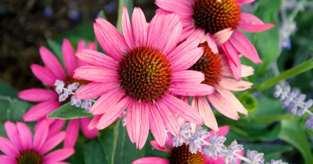 Coneflower in the garden