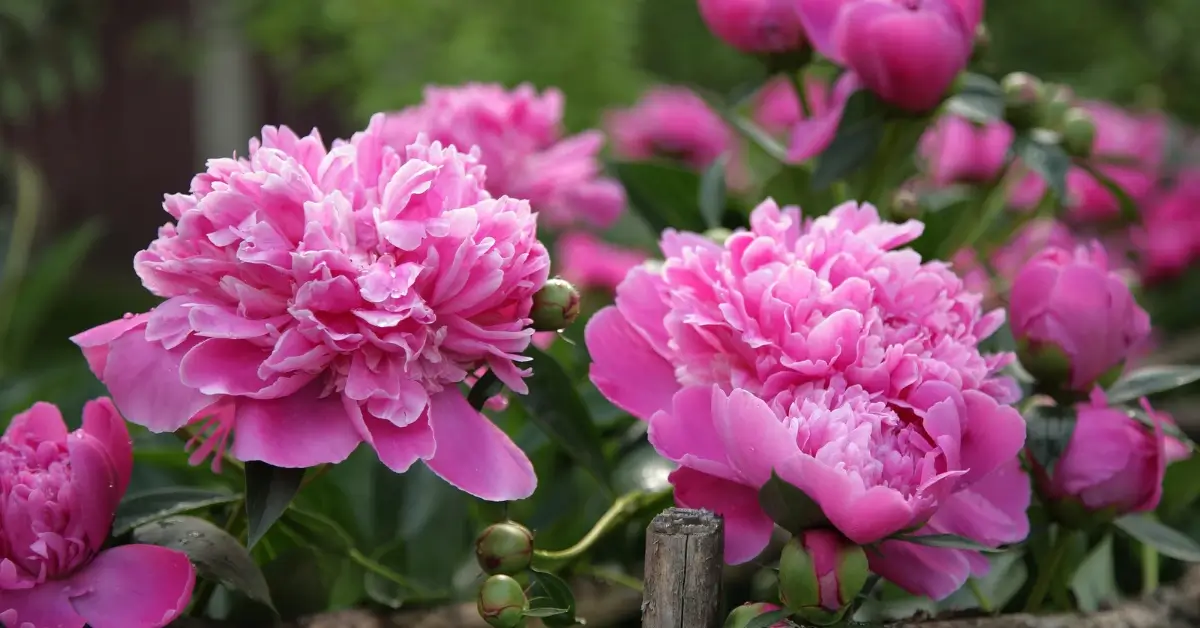 Peony Garden Design Ideas