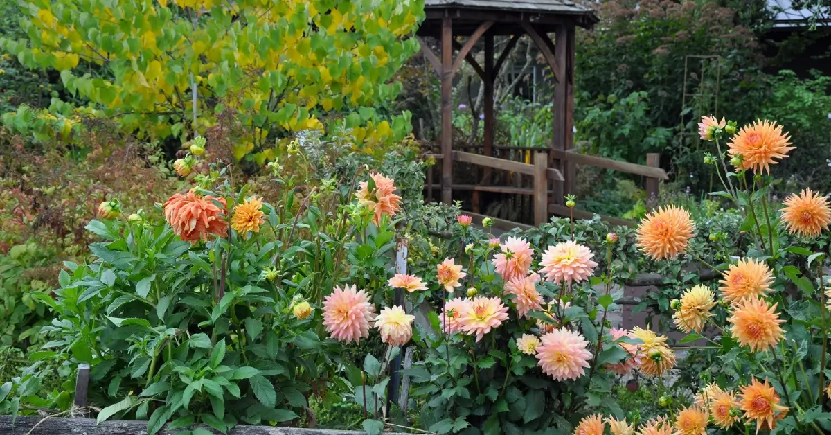 front yard dahlia garden design