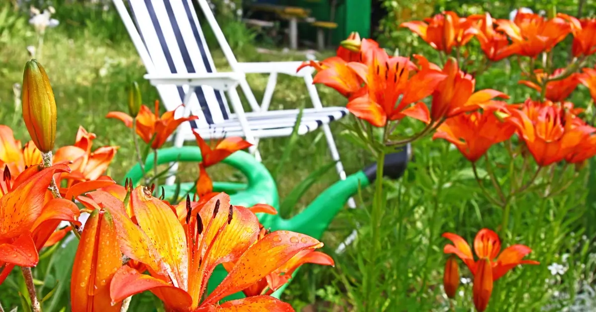 Lilies on the lawn in the background a garden chair and a watering can