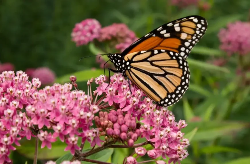 Milkweed Garden Design Monarch Butterfly