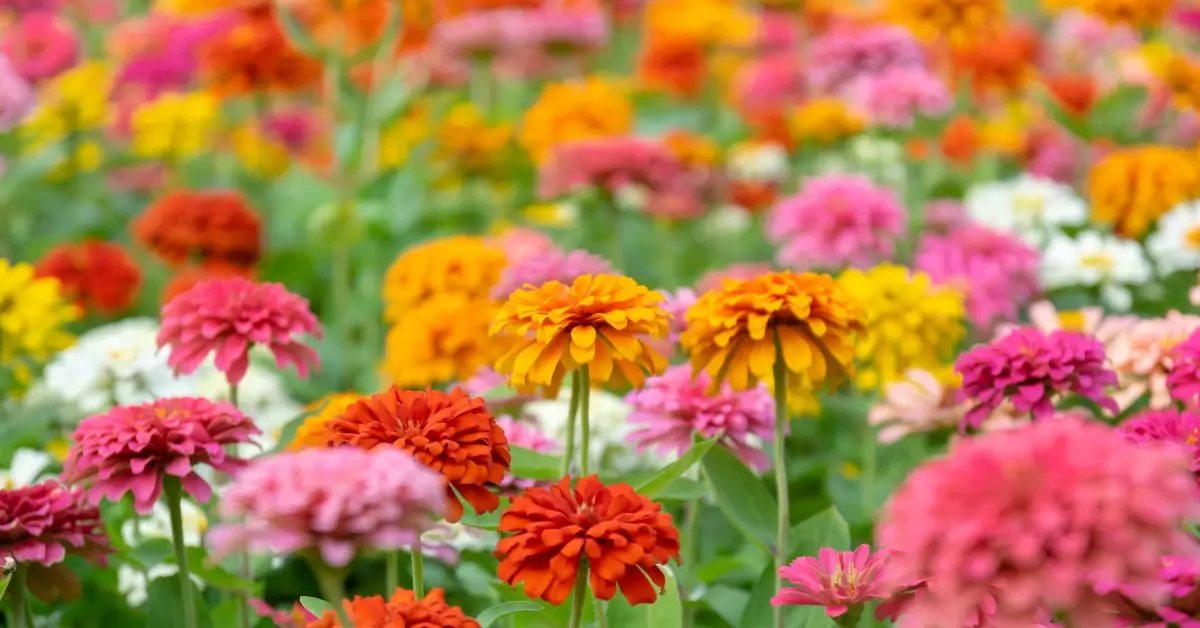 Zinnia Garden Ideas with lots of colourful flowers