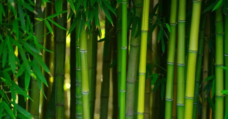 Bamboo Garden Ideas