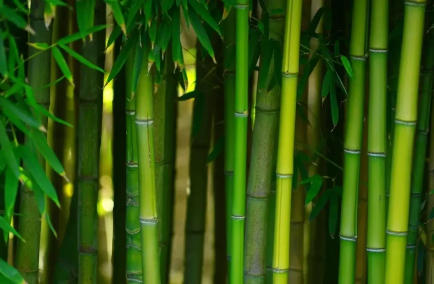 Bamboo Garden Ideas