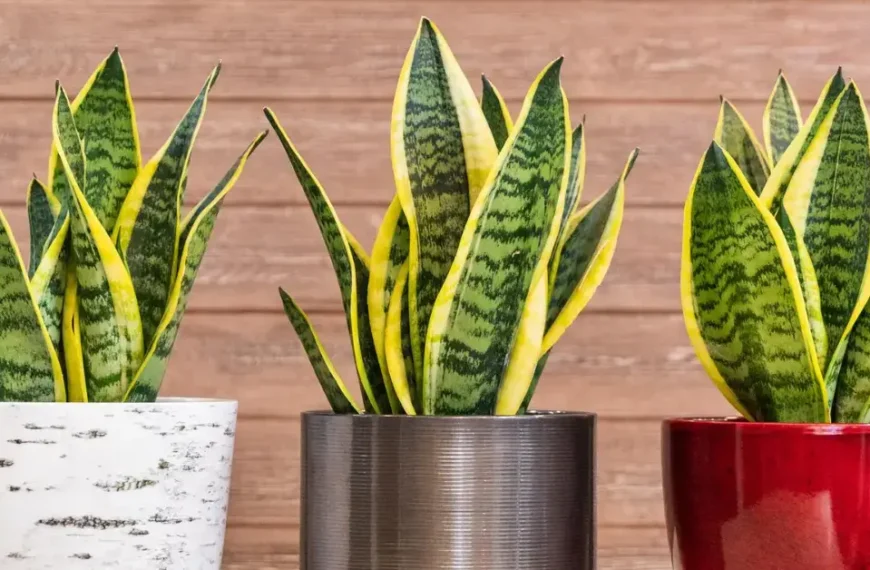 Best Pot for Snake Plant