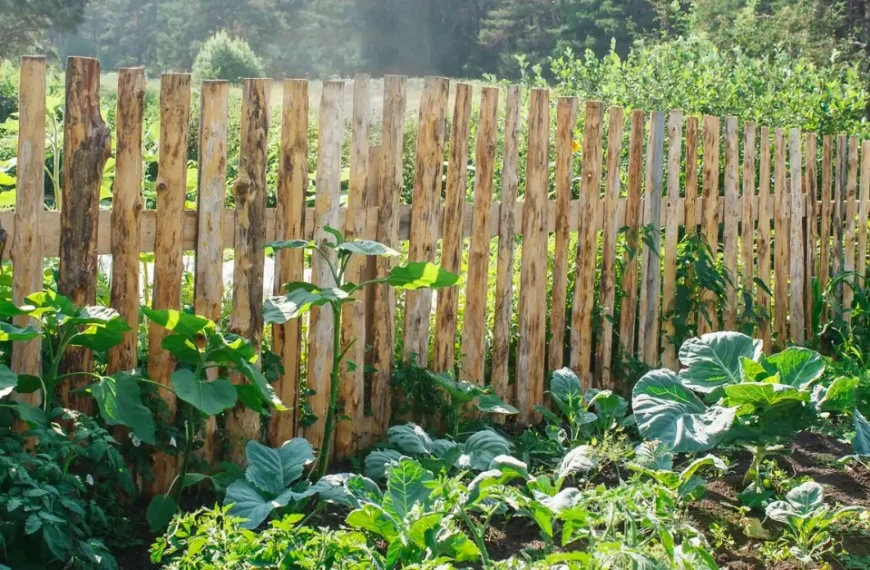 Fenced Vegetable Garden Ideas
