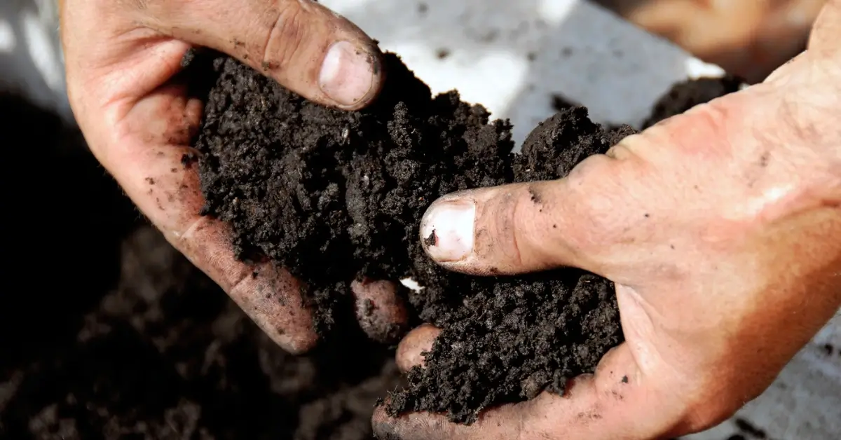 best garden soil in hands