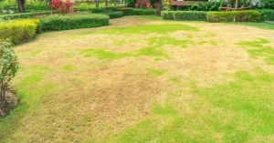 best lawn fungus treatment
