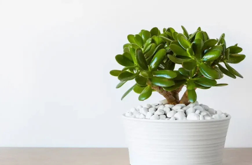 Best Pot for Jade Plant