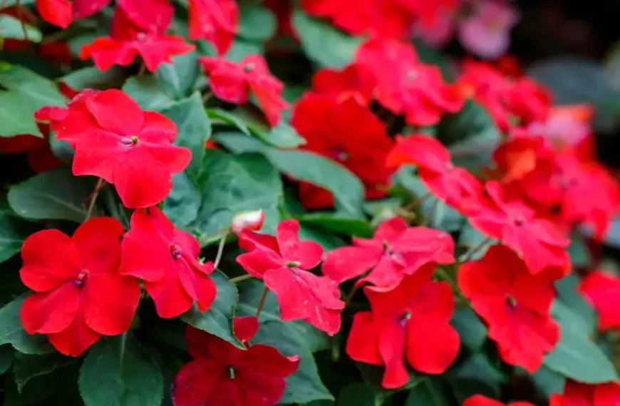 Impatiens Garden Design