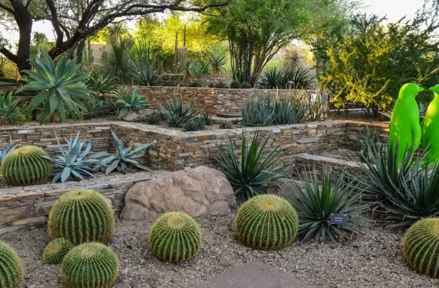 Arizona Garden Ideas