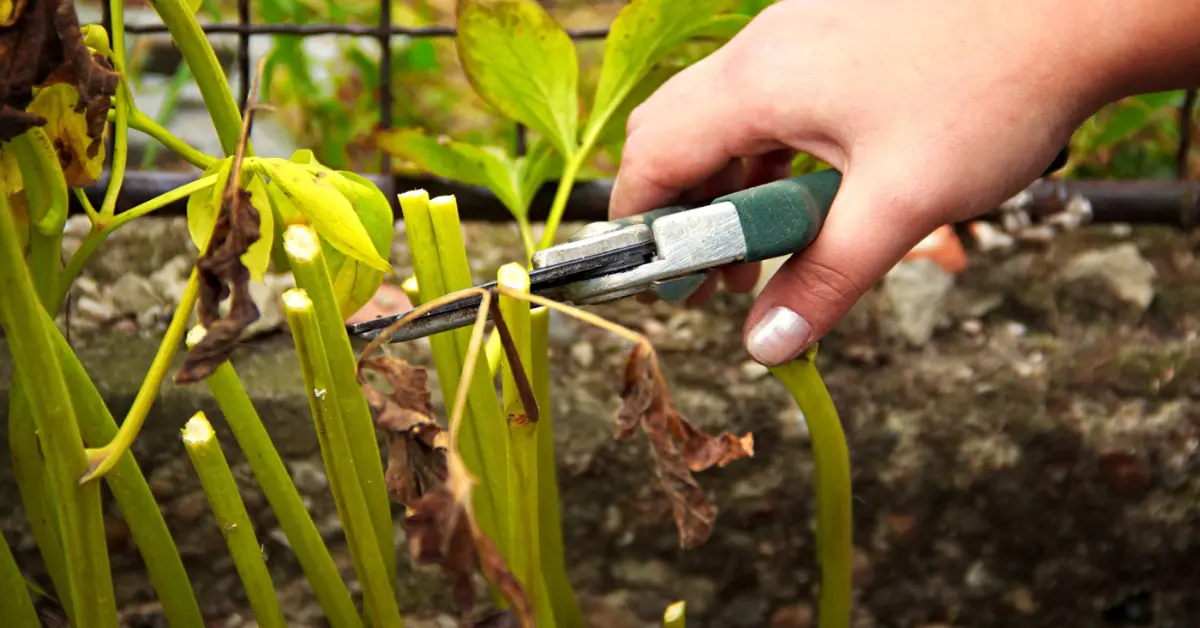 Cut back perennials fall