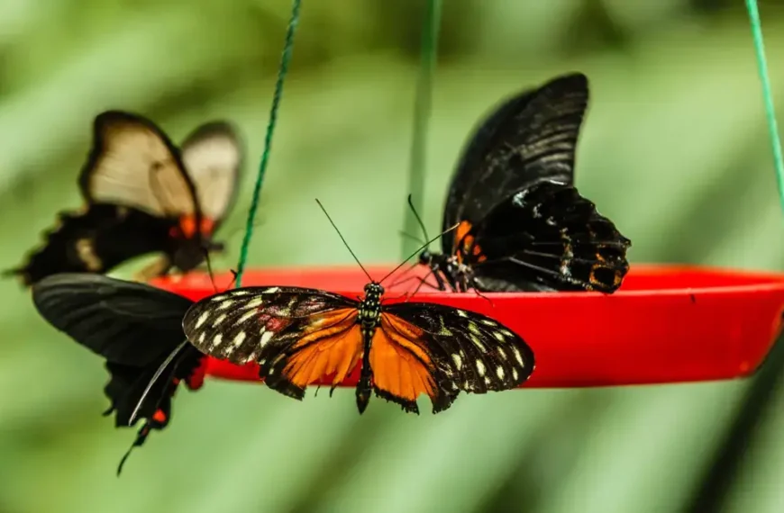 DIY Butterfly Feeders