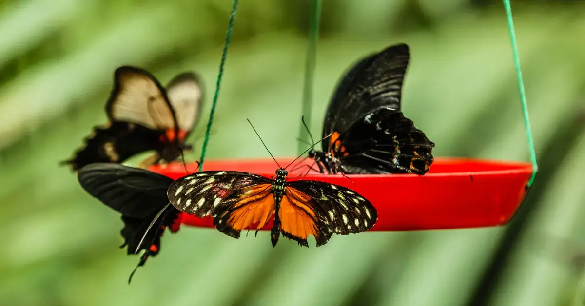 DIY Butterfly Feeders