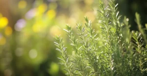 Grow Rosemary