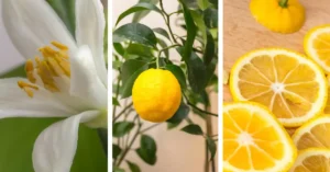 Grow lemon tree