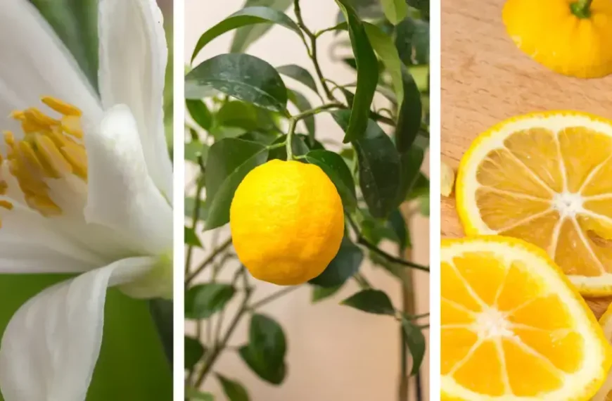 Grow lemon tree