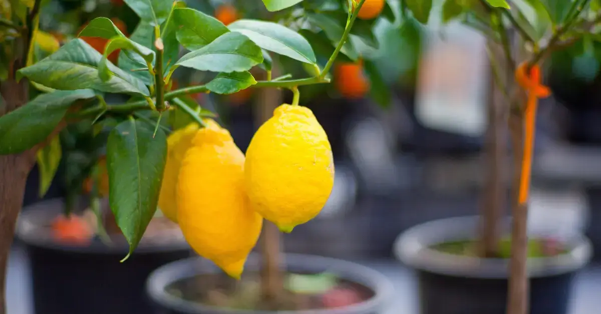 Growing Lemon Trees in Pots