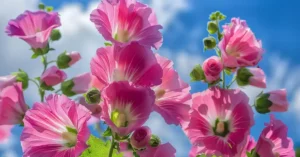 Hollyhock tipps close up