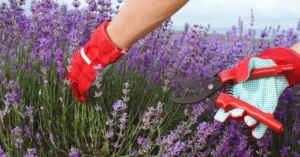 Lavender pruning