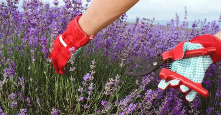 Lavender pruning