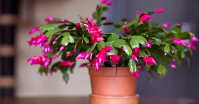 Propagate Christmas Cactus