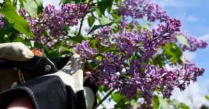 Prune Lilacs