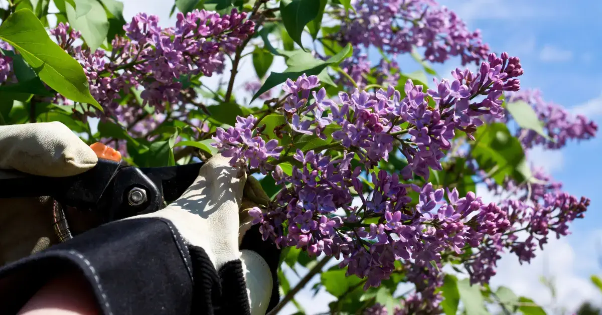 Prune Lilacs