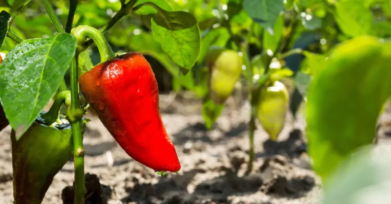 grow bell peppers green and red