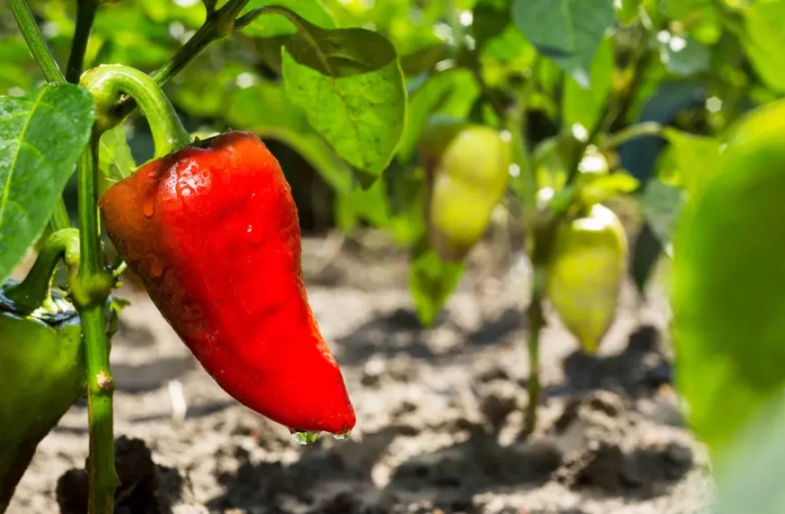 grow bell peppers green and red