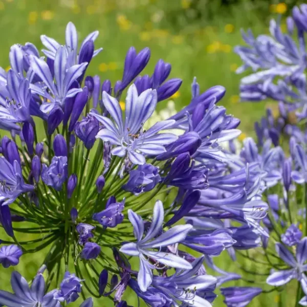 Deadheading Agapanthus Blooms