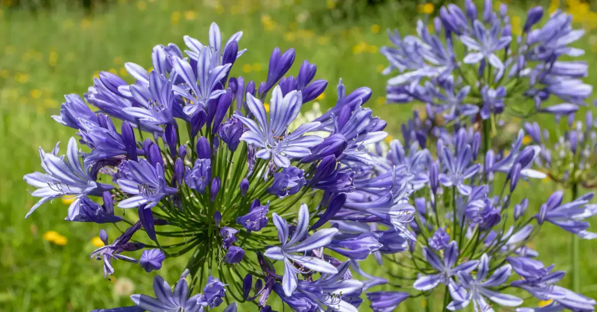 Deadheading Agapanthus Blooms